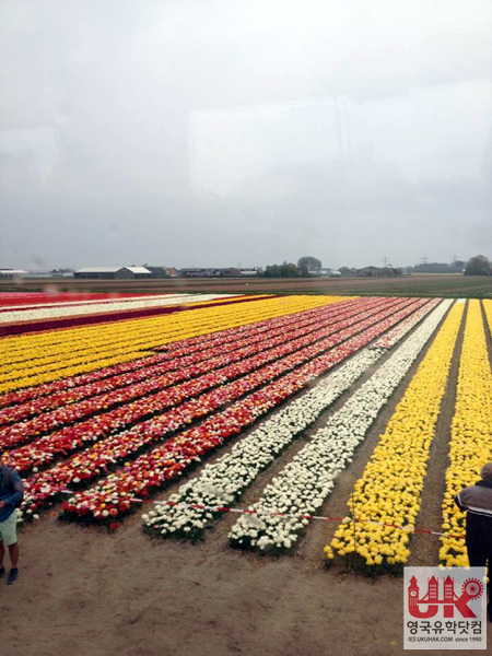 큐켄호프 주위로 펼쳐진... 끝이 보이지 않는 튤립밭들!!